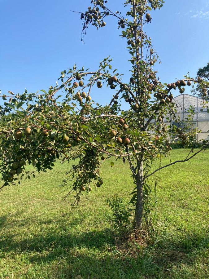 Peach Farm Cottage Keswick Екстериор снимка